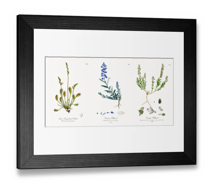 Framed Print : Lesser Long-leaved Sundew, Drosera Intermedia, Victorian Botanical Illustration, 1863 Framed Print : Lesser Long-leaved Sundew, Drosera Intermedia, Victorian Botanical Illustration, 1863