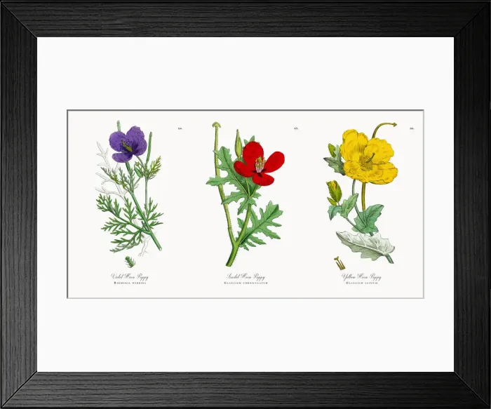 Framed Print : Violet Horn Poppy, Roemeria hybrida, Victorian Botanical Illustration, 1863 Framed Print : Violet Horn Poppy, Roemeria hybrida, Victorian Botanical Illustration, 1863