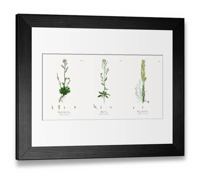 Framed Print : Bristol Rock Cress, Arabis stricta, Victorian Botanical Illustration, 1863 Framed Print : Bristol Rock Cress, Arabis stricta, Victorian Botanical Illustration, 1863