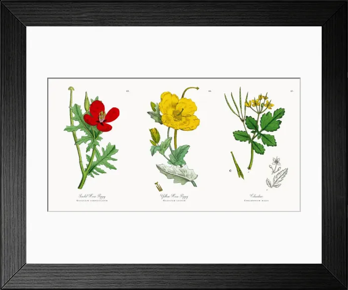 Framed Print : Scarlet Horn Poppy, Glaucium corniculatum, Victorian Botanical Illustration, 1863 Framed Print : Scarlet Horn Poppy, Glaucium corniculatum, Victorian Botanical Illustration, 1863