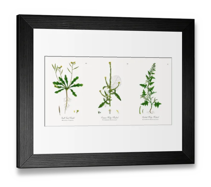 Framed Print : Small Sand Rocket, Brassica Viminea, Victorian Botanical Illustration, 1863 Framed Print : Small Sand Rocket, Brassica Viminea, Victorian Botanical Illustration, 1863