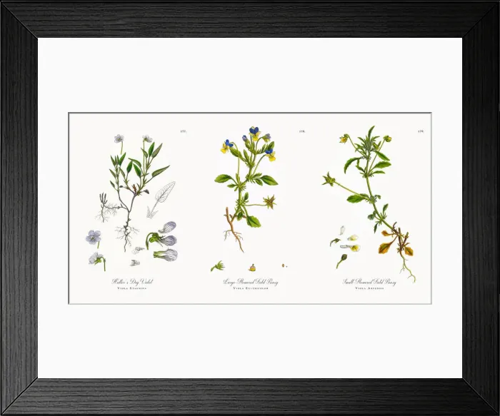 Framed Print : Halleras Dog Violet, Viola Stagnina, Victorian Botanical Illustration, 1863 Framed Print : Halleras Dog Violet, Viola Stagnina, Victorian Botanical Illustration, 1863