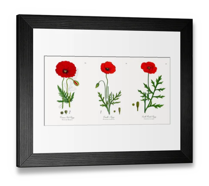 Framed Print : Common Red Poppy, Papaver Rhoeas, Victorian Botanical Illustration, 1863 Framed Print : Common Red Poppy, Papaver Rhoeas, Victorian Botanical Illustration, 1863