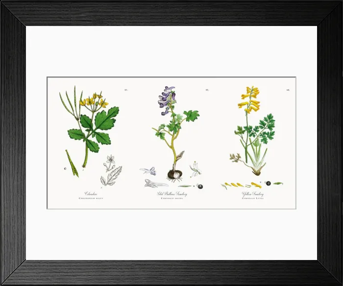 Framed Print : Celandine, Chelidonium majus, Victorian Botanical Illustration, 1863 Framed Print : Celandine, Chelidonium majus, Victorian Botanical Illustration, 1863