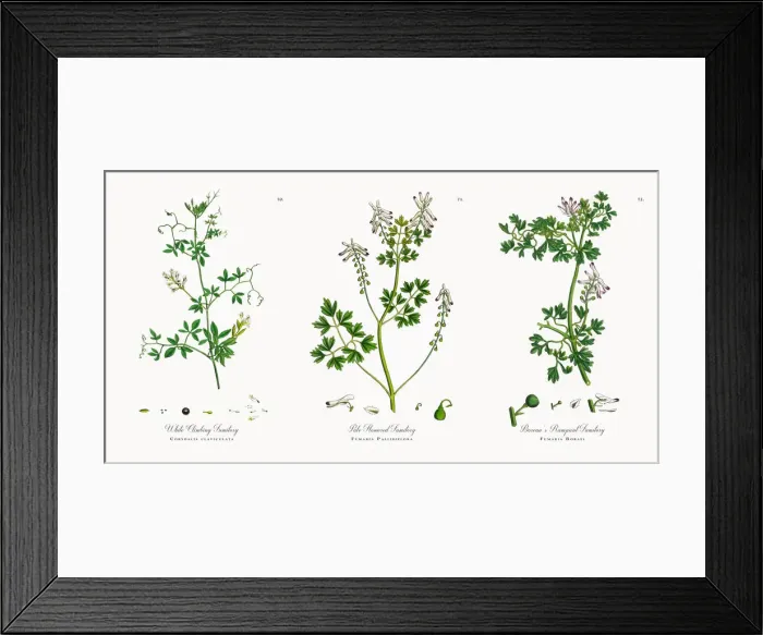 Framed Print : White Climbing Fumitory, Corydalis claviculata, Victorian Botanical Illustration, 1863 Framed Print : White Climbing Fumitory, Corydalis claviculata, Victorian Botanical Illustration, 1863
