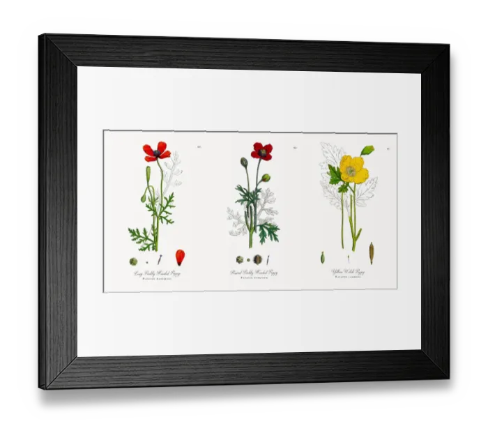 Framed Print : Prickly Headed Poppy, Papaver Argemone, Victorian Botanical Illustration, 1863 Framed Print : Prickly Headed Poppy, Papaver Argemone, Victorian Botanical Illustration, 1863