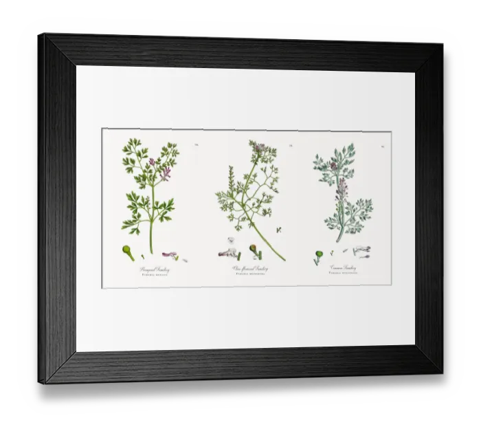 Framed Print : Rampant Fumitory, Fumaria muralis, Victorian Botanical Illustration, 1863 Framed Print : Rampant Fumitory, Fumaria muralis, Victorian Botanical Illustration, 1863