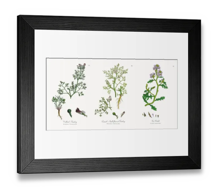 Framed Print : Vaillantas Fumitory, Fumaria Vaillantii, Victorian Botanical Illustration, 1863 Framed Print : Vaillantas Fumitory, Fumaria Vaillantii, Victorian Botanical Illustration, 1863