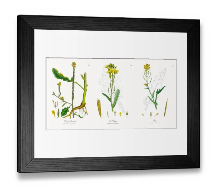 Framed Print : Hoary Mustard, Brassica adpressa, Victorian Botanical Illustration, 1863 Framed Print : Hoary Mustard, Brassica adpressa, Victorian Botanical Illustration, 1863