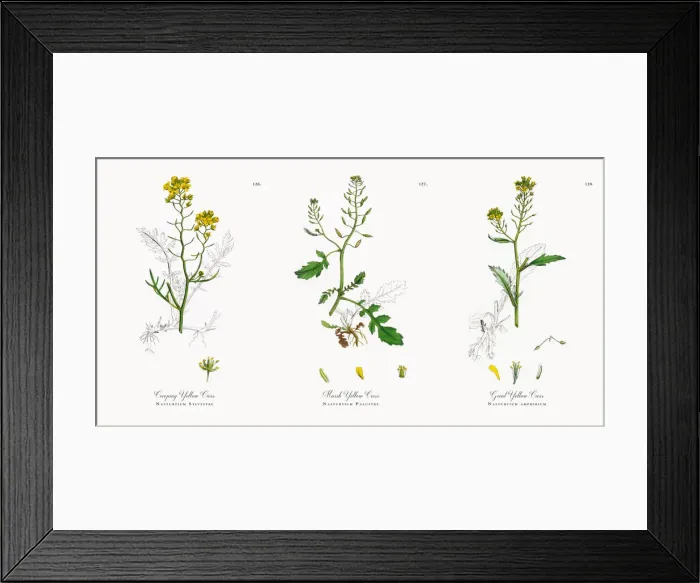 Framed Print : Creeping Yellow Cress, Nasturtium Sylvestre, Victorian Botanical Illustration, 1863 Framed Print : Creeping Yellow Cress, Nasturtium Sylvestre, Victorian Botanical Illustration, 1863