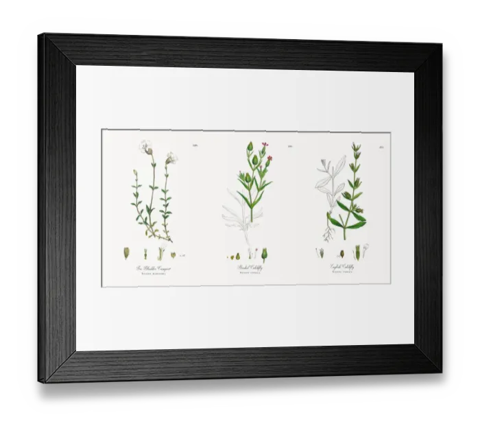 Framed Print : Sea Bladder Campion, Silene maritima, Victorian Botanical Illustration, 1863