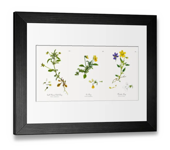 Framed Print : Small-Flowered Field Pansy, Viola Arvensis, Victorian Botanical Illustration, 1863 Framed Print : Small-Flowered Field Pansy, Viola Arvensis, Victorian Botanical Illustration, 1863