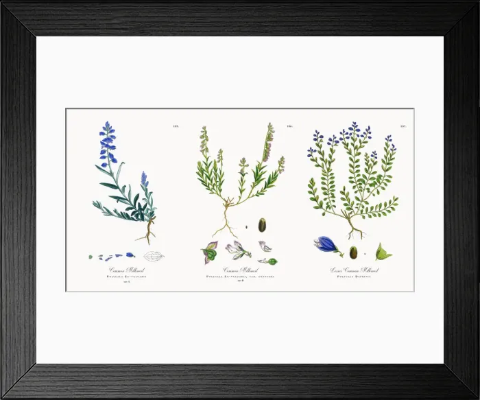 Framed Print : Common Milkwort, Polygala Eu-vulgaris, Victorian Botanical Illustration, 1863 Framed Print : Common Milkwort, Polygala Eu-vulgaris, Victorian Botanical Illustration, 1863