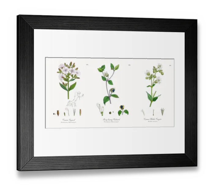 Framed Print : Common Soapwort, Saponaria Officinalis, Victorian Botanical Illustration, 1863 Framed Print : Common Soapwort, Saponaria Officinalis, Victorian Botanical Illustration, 1863