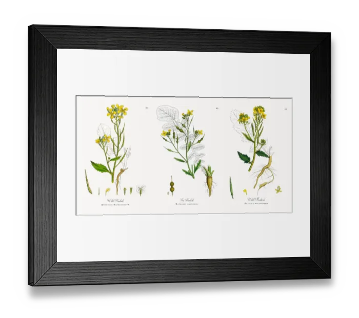 Framed Print : Wild Radish, Raphanus Raphanistrum, Victorian Botanical Illustration, 1863 Framed Print : Wild Radish, Raphanus Raphanistrum, Victorian Botanical Illustration, 1863