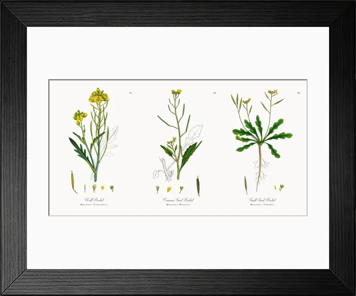 Framed Print : Wall Rocket, Brassica Tenuifolia, Victorian Botanical Illustration, 1863 Framed Print : Wall Rocket, Brassica Tenuifolia, Victorian Botanical Illustration, 1863