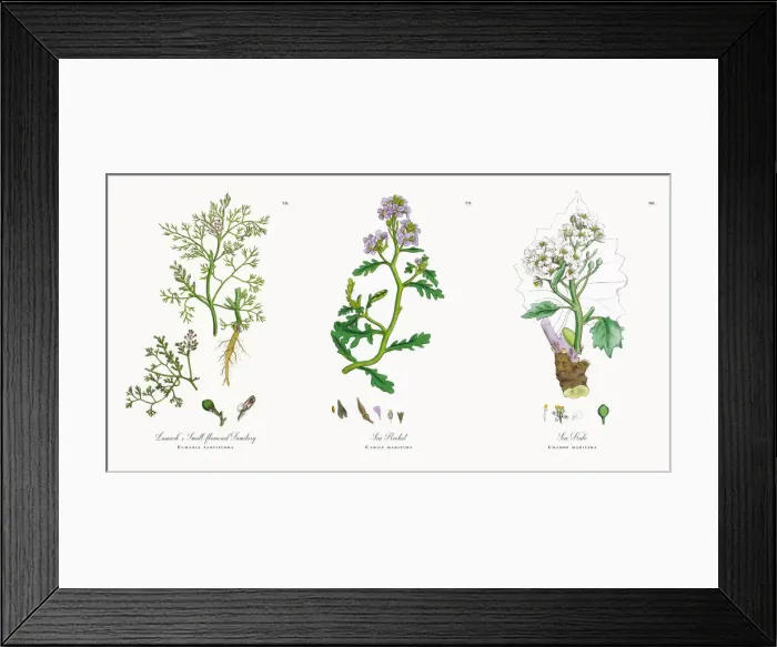 Framed Print : Lamarkas Fumitory, Fumaria parviflora, Victorian Botanical Illustration, 1863 Framed Print : Lamarkas Fumitory, Fumaria parviflora, Victorian Botanical Illustration, 1863