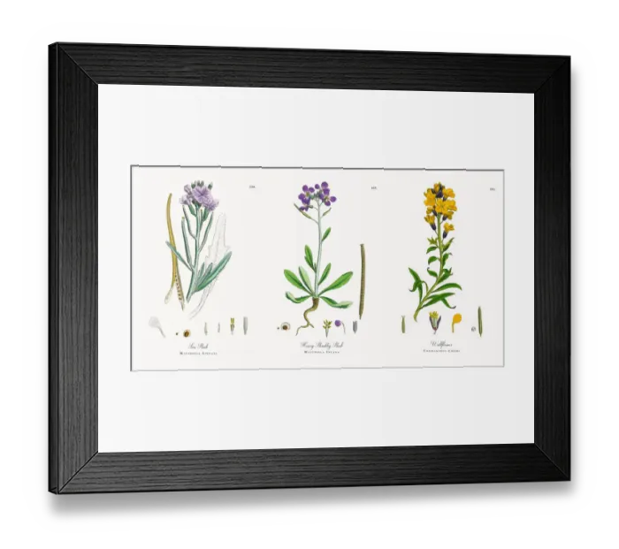 Framed Print : Sea Stock, Matthiola Sinuata, Victorian Botanical Illustration, 1863 Framed Print : Sea Stock, Matthiola Sinuata, Victorian Botanical Illustration, 1863