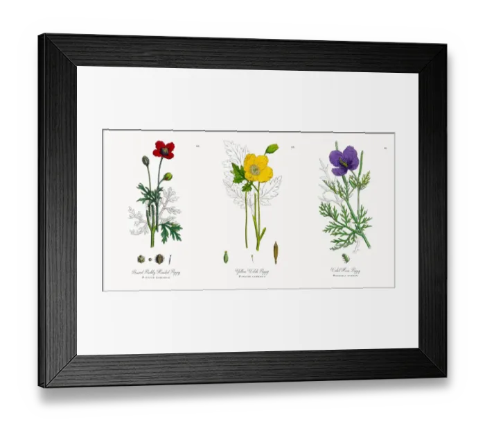 Framed Print : Prickly Headed Poppy, Papaver hybridum, Victorian Botanical Illustration, 1863 Framed Print : Prickly Headed Poppy, Papaver hybridum, Victorian Botanical Illustration, 1863