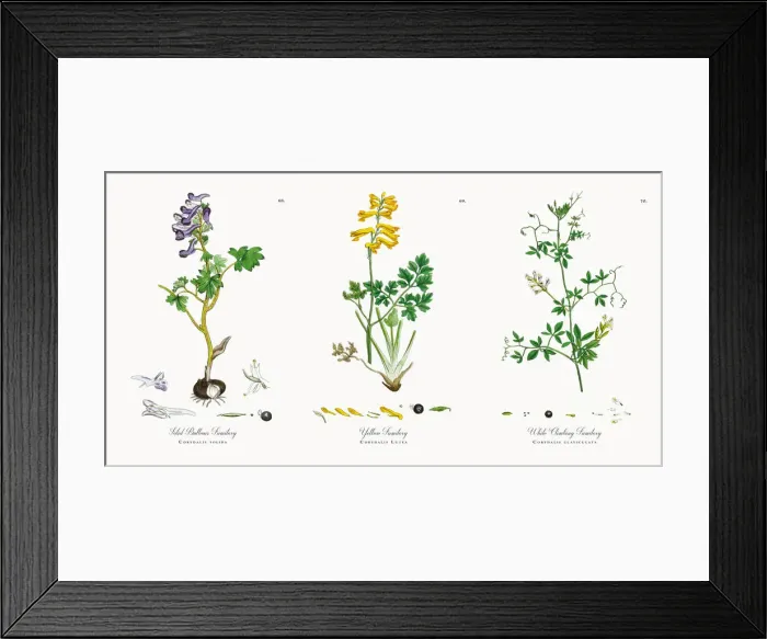 Framed Print : Solid Bulbous Fumitory, Corydalis solida, Victorian Botanical Illustration, 1863 Framed Print : Solid Bulbous Fumitory, Corydalis solida, Victorian Botanical Illustration, 1863
