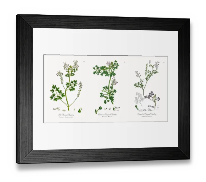 Framed Print : Pale Flowered Fumitory, Fumaria Pallidiflora, Victorian Botanical Illustration, 1863 Framed Print : Pale Flowered Fumitory, Fumaria Pallidiflora, Victorian Botanical Illustration, 1863