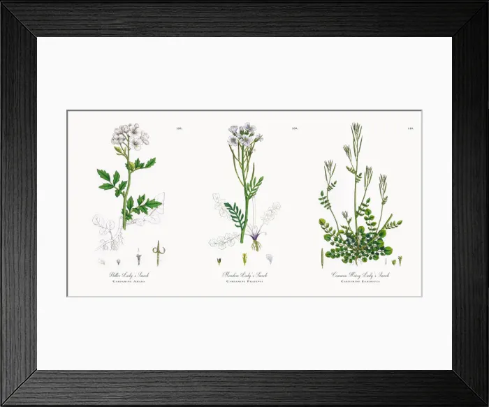 Framed Print : Bitter Ladyas Smock, Cardamine Amara, Victorian Botanical Illustration, 1863 Framed Print : Bitter Ladyas Smock, Cardamine Amara, Victorian Botanical Illustration, 1863