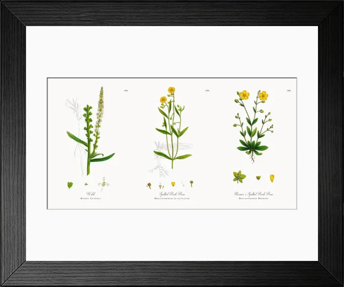 Framed Print : Weld, Reseda Luteola, Victorian Botanical Illustration, 1863 Framed Print : Weld, Reseda Luteola, Victorian Botanical Illustration, 1863