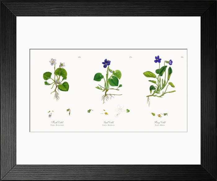 Framed Print : Marsh Violet, Viola Palustris, Victorian Botanical Illustration, 1863 Framed Print : Marsh Violet, Viola Palustris, Victorian Botanical Illustration, 1863