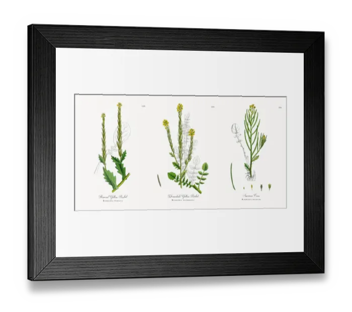 Framed Print : Flowered Yellow Rocket, Barbarea Stricta, Victorian Botanical Illustration, 186 Framed Print : Flowered Yellow Rocket, Barbarea Stricta, Victorian Botanical Illustration, 186