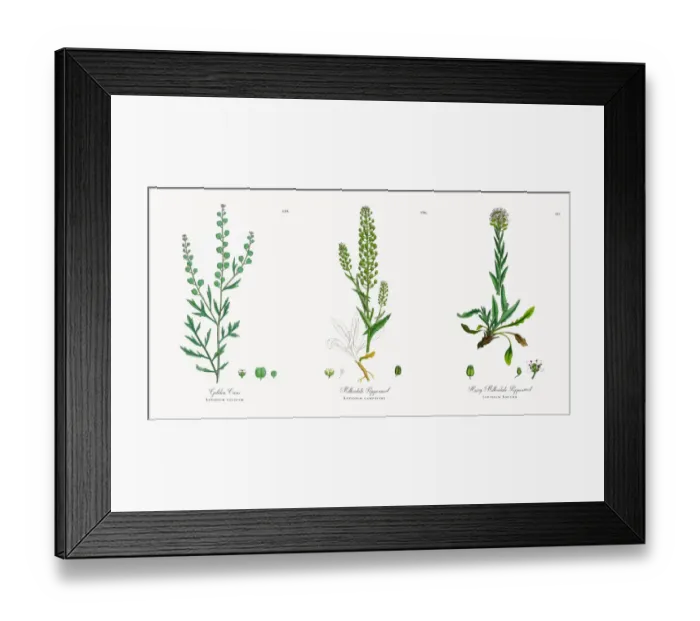 Framed Print : Golden Cress, Lepidium sativum, Victorian Botanical Illustration, 1863 Framed Print : Golden Cress, Lepidium sativum, Victorian Botanical Illustration, 1863