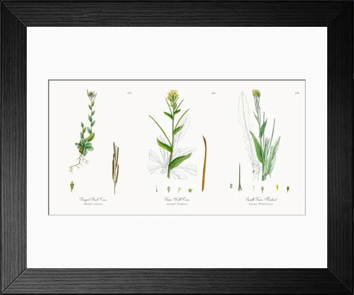 Framed Print : Fringed Rock Cress, Arabis ciliata, Victorian Botanical Illustration, 1863 Framed Print : Fringed Rock Cress, Arabis ciliata, Victorian Botanical Illustration, 1863