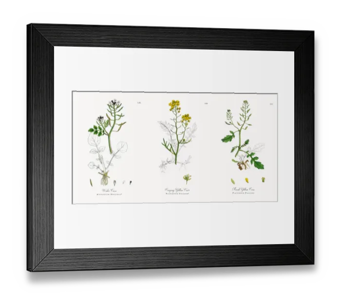 Framed Print : Water Cress, Nasturtium Officinale, Victorian Botanical Illustration, 1863 Framed Print : Water Cress, Nasturtium Officinale, Victorian Botanical Illustration, 1863