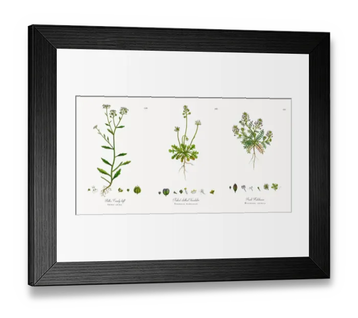 Framed Print : Bitter Candy tuft, Iberis amara, Victorian Botanical Illustration, 1863 Framed Print : Bitter Candy tuft, Iberis amara, Victorian Botanical Illustration, 1863