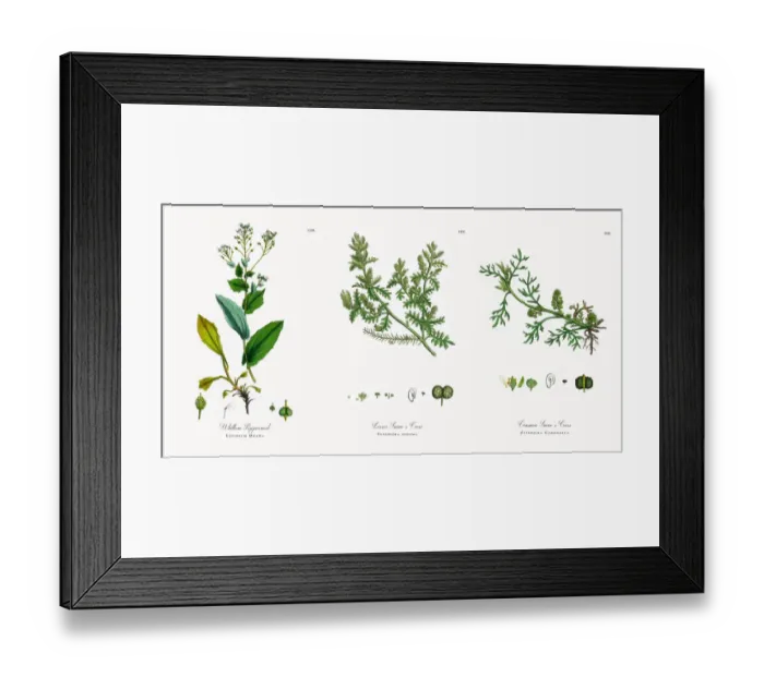 Framed Print : Whitlow Pepperwort, Lepidium Draba, Victorian Botanical Illustration, 1863 Framed Print : Whitlow Pepperwort, Lepidium Draba, Victorian Botanical Illustration, 1863