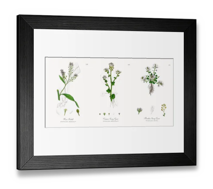Framed Print : Horse Radish, Cochlearia Armoracia, Victorian Botanical Illustration, 1863 Framed Print : Horse Radish, Cochlearia Armoracia, Victorian Botanical Illustration, 1863