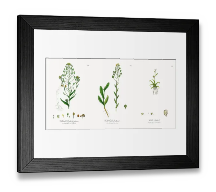 Framed Print : Cultivated Gold-of-pleasure, Camelina eu-sativa, Victorian Botanical Illustration, 1863 Framed Print : Cultivated Gold-of-pleasure, Camelina eu-sativa, Victorian Botanical Illustration, 1863