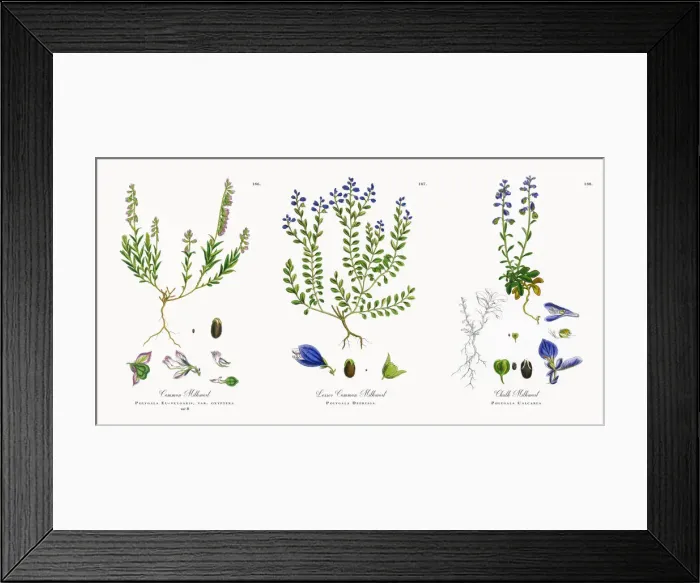 Framed Print : Common Milkwort, Polygala Eu-vulgaris, Victorian Botanical Illustration, 1863 Framed Print : Common Milkwort, Polygala Eu-vulgaris, Victorian Botanical Illustration, 1863