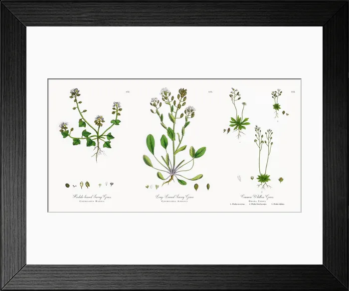 Framed Print : Hastate Scurvy Grass, Cochlearia Danica, Victorian Botanical Illustration, 1863 Framed Print : Hastate Scurvy Grass, Cochlearia Danica, Victorian Botanical Illustration, 1863