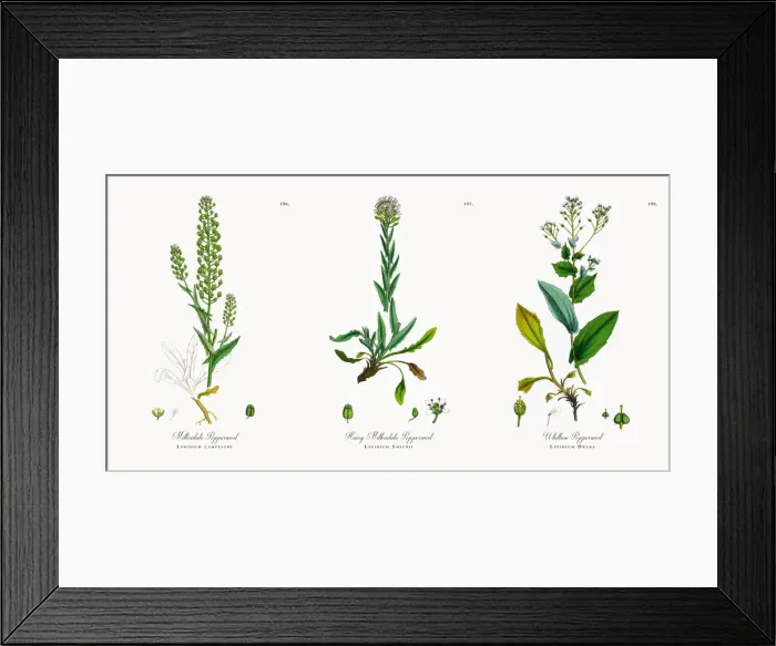 Framed Print : Mithridate Pepperwort, Lepidium campestre, Victorian Botanical Illustration, 1863
