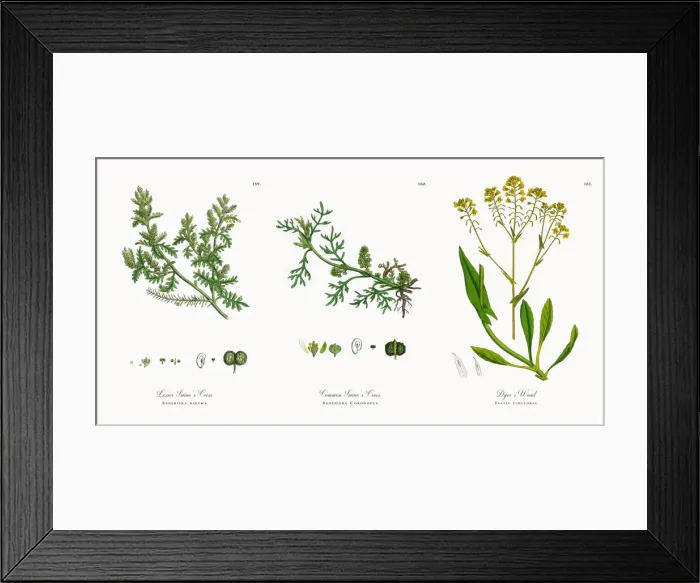 Framed Print : Lesser Swineas Cress, Senebiera didyma, Victorian Botanical Illustration, 1863