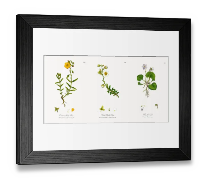 Framed Print : Common Rock Rose, Helianthemum Vulgare, Victorian Botanical Illustration, 1863 Framed Print : Common Rock Rose, Helianthemum Vulgare, Victorian Botanical Illustration, 1863