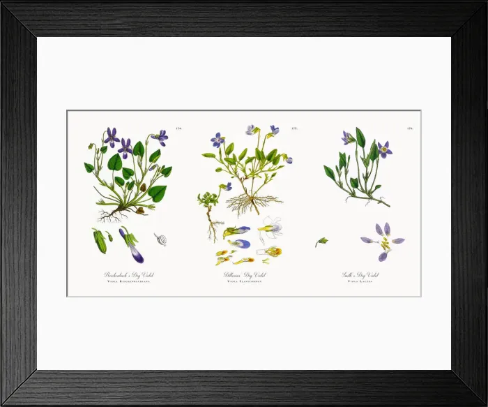 Framed Print : Reichenbachasas Dog Violet, Viola Reichenbachiana, Victorian Botanical Illustration, 1863 Framed Print : Reichenbachasas Dog Violet, Viola Reichenbachiana, Victorian Botanical Illustration, 1863