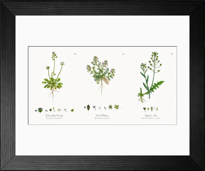 Framed Print : Naked-stalked Teesdalia, Teesdalia nudicaulis, Victorian Botanical Illustration, 1863 Framed Print : Naked-stalked Teesdalia, Teesdalia nudicaulis, Victorian Botanical Illustration, 1863