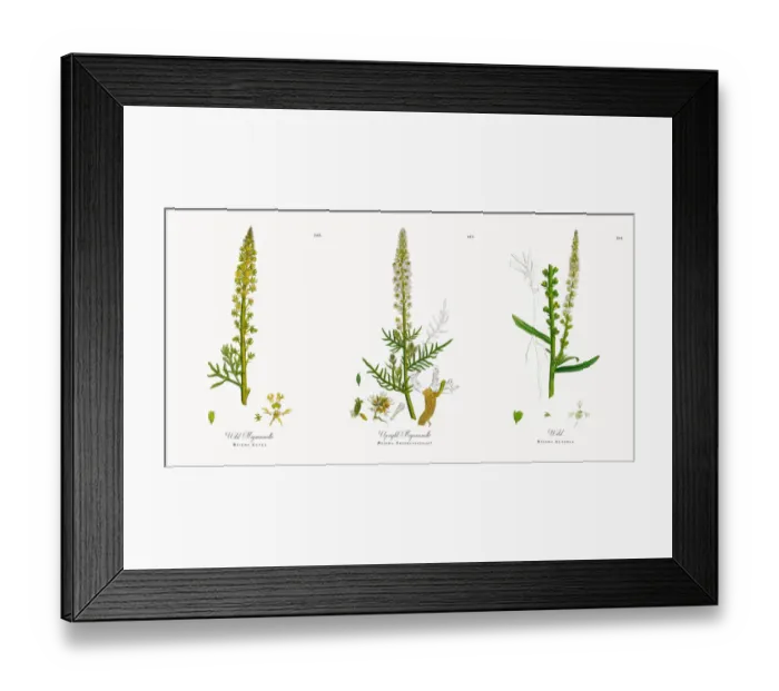 Framed Print : Wild Mignonnette, Reseda Lutea, Victorian Botanical Illustration, 1863 Framed Print : Wild Mignonnette, Reseda Lutea, Victorian Botanical Illustration, 1863