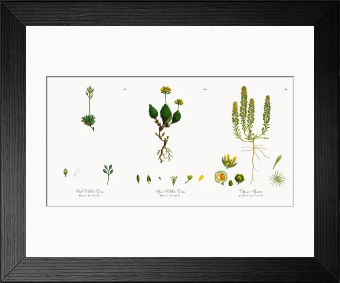 Framed Print : Rock Whitlow Grass, Draba Rupestris, Victorian Botanical Illustration, 1863 Framed Print : Rock Whitlow Grass, Draba Rupestris, Victorian Botanical Illustration, 1863