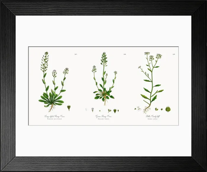 Framed Print : Long-styled Penny-Cress, Thlaspi occitanum, Victorian Botanical Illustration, 1863 Framed Print : Long-styled Penny-Cress, Thlaspi occitanum, Victorian Botanical Illustration, 1863