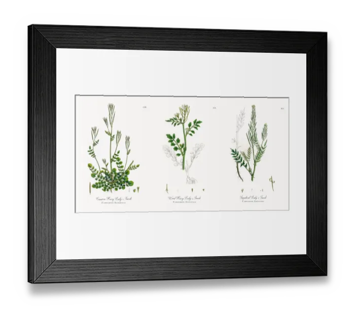 Framed Print : Common Hairy Ladyas Smock, Cardamine Euhirsuta, Victorian Botanical Illustration, 1863 Framed Print : Common Hairy Ladyas Smock, Cardamine Euhirsuta, Victorian Botanical Illustration, 1863