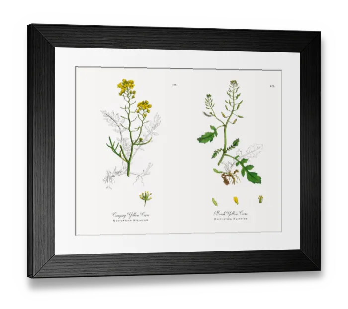 Framed Print : Creeping Yellow Cress, Nasturtium Sylvestre, Victorian Botanical Illustration, 1863 Framed Print : Creeping Yellow Cress, Nasturtium Sylvestre, Victorian Botanical Illustration, 1863