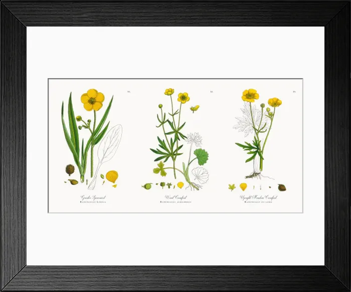 Framed Print : Greater Spearwort, Ranunculus Lingua, Victorian Botanical Illustration, 1863 Framed Print : Greater Spearwort, Ranunculus Lingua, Victorian Botanical Illustration, 1863