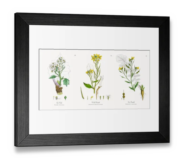 Framed Print : Sea Kale, Crambe maritima, Victorian Botanical Illustration, 1863 Framed Print : Sea Kale, Crambe maritima, Victorian Botanical Illustration, 1863
